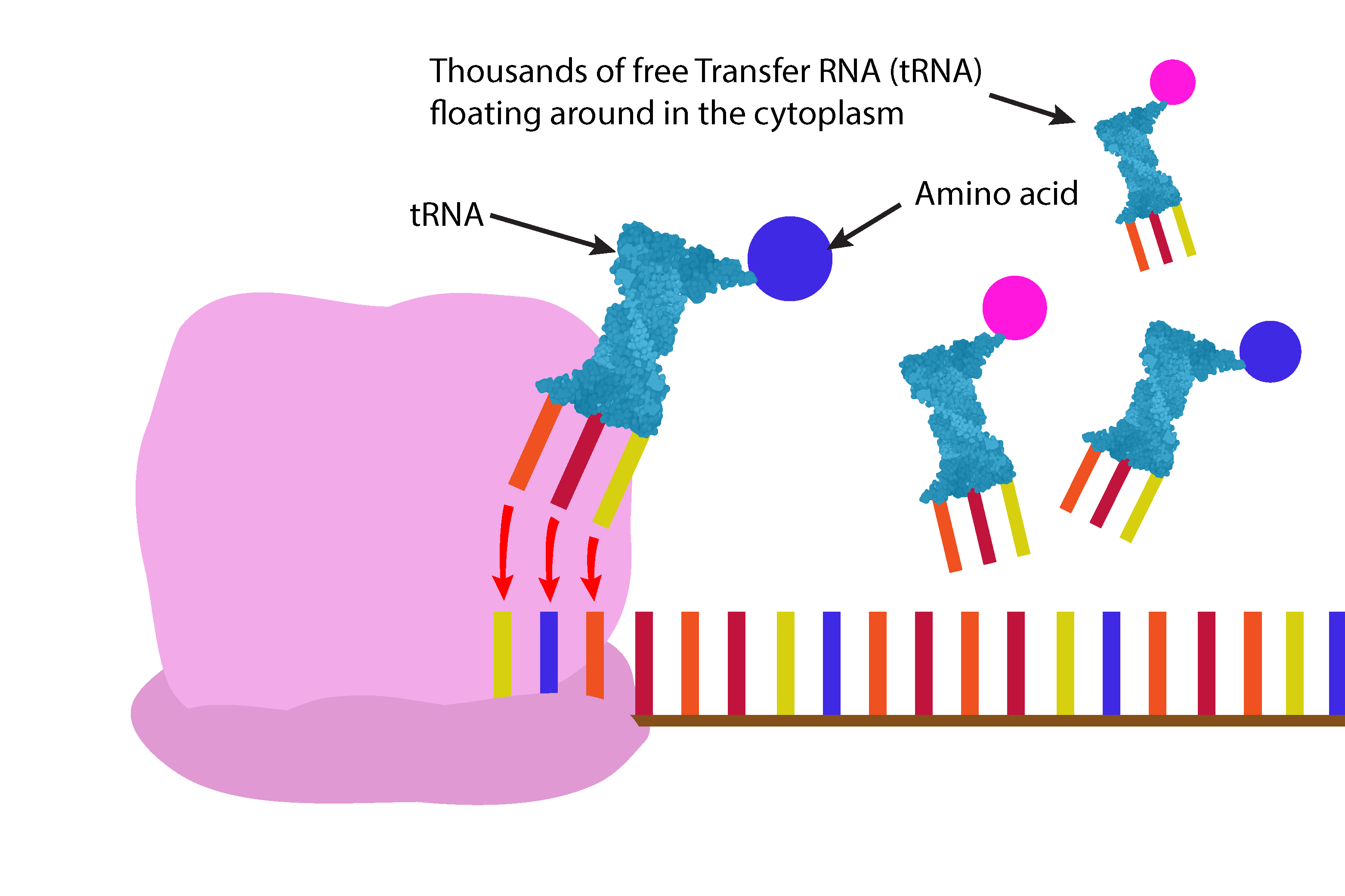The ribosome reads the mRNA 3 bases at a time and attaches free floating tRNA to the 3 bases 